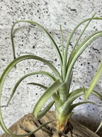 チランジア・エクセルタ T. exserta - Frontier Plants ONLINE