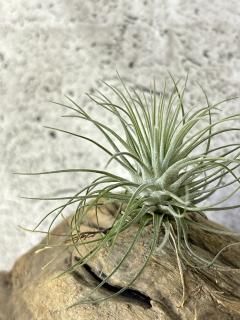 D.E.F - Frontier Plants ONLINE STORE フロンティアプランツ