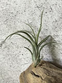 新入荷チランジア New Arrival Tillandsia - Frontier Plants 新入荷チランジア New Arrival Tillandsia - Frontier Plants