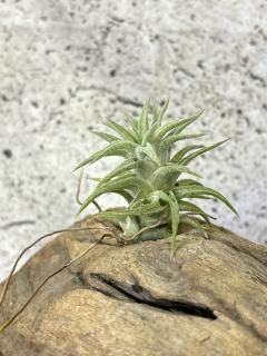 有茎種 - Frontier Plants ONLINE STORE フロンティアプランツ