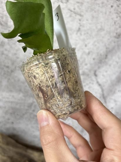 Ginka TC 子株 Platycerium “Ginka” TC 中株！