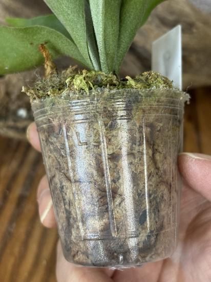 現品】ビカクシダ・ギンカ メリクロン苗 Platycerium Ginka TC