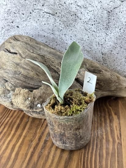現品】ビカクシダ・ペドロ タツタ メリクロン苗 Platycerium 現品】ビカクシダ・ペドロ タツタ メリクロン苗 Platycerium