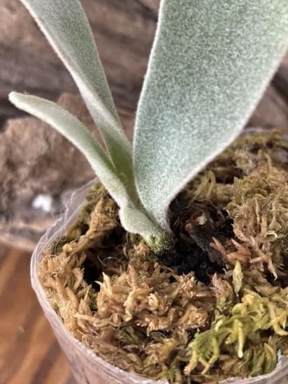P. willinckii Pedro Tatsuta (OC) 【artPLANTs】ビカクシダ