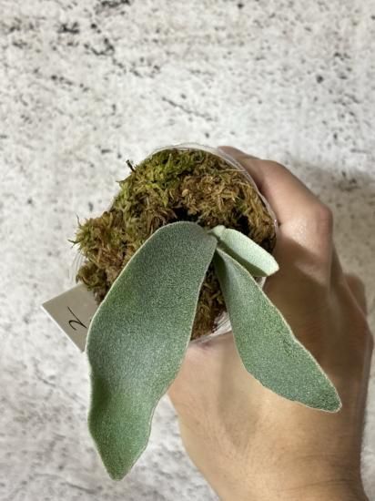 現品】ビカクシダ・ペドロ タツタ メリクロン苗 Platycerium 現品】ビカクシダ・ペドロ タツタ メリクロン苗 Platycerium