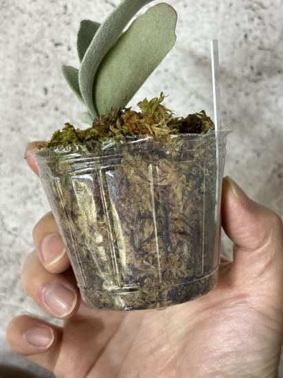 現品】ビカクシダ・ペドロ タツタ メリクロン苗 Platycerium 現品】ビカクシダ・ペドロ タツタ メリクロン苗 Platycerium
