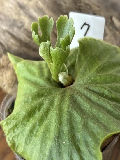 現品】ビカクシダ・リドレイ・ドワーフシルバー Platycerium