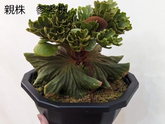 現品】ビカクシダ・リドレイ・ドワーフシルバー Platycerium