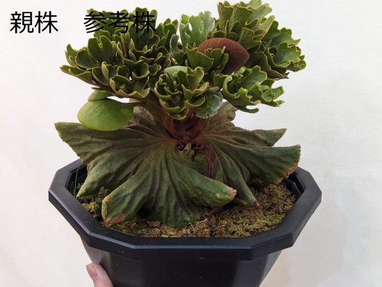 現品】ビカクシダ・リドレイ・ドワーフシルバー Platycerium ridleyi Dwarf Silver【10】 - Frontier  Plants ONLINE STORE フロンティアプランツ オンラインストア