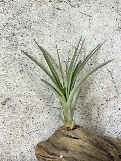 大型種 - Frontier Plants ONLINE STORE フロンティアプランツ