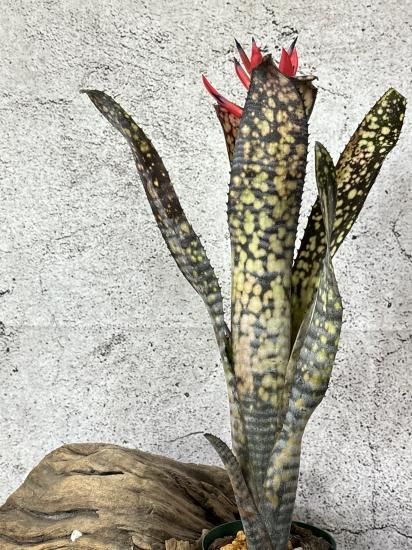 現品】ビルベルギア・ブラックパール Billbergia Black Pearl