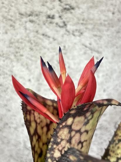 現品】ビルベルギア・ブラックパール Billbergia Black Pearl