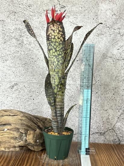 Billbergia Black Pearl 斑入り？ Billbergia Black Pearl【artPLANTs/PLANTS GARAGE