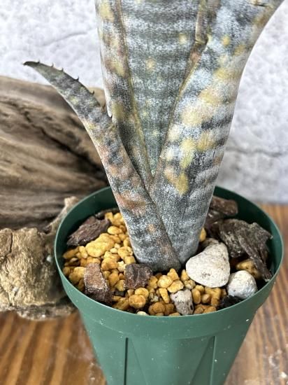 現品】ビルベルギア・ブラックパール Billbergia Black Pearl