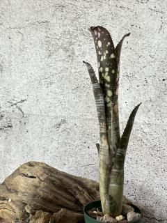 Billbergia ビルベルギア - Frontier Plants ONLINE STORE Billbergia ビルベルギア - Frontier Plants ONLINE STORE