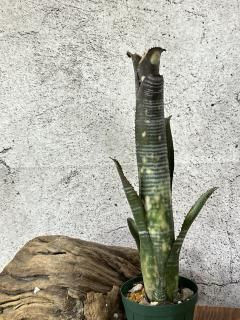 Billbergia ビルベルギア - Frontier Plants ONLINE STORE