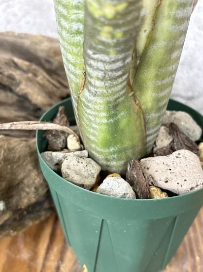 現品】ビルベルギア・カルサイト Billbergia Calcite ('Domingos