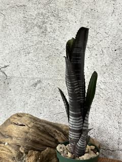 Billbergia ビルベルギア - Frontier Plants ONLINE STORE Billbergia ビルベルギア - Frontier Plants ONLINE STORE