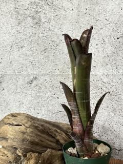 Billbergia ビルベルギア - Frontier Plants ONLINE STORE Billbergia ビルベルギア - Frontier Plants ONLINE STORE