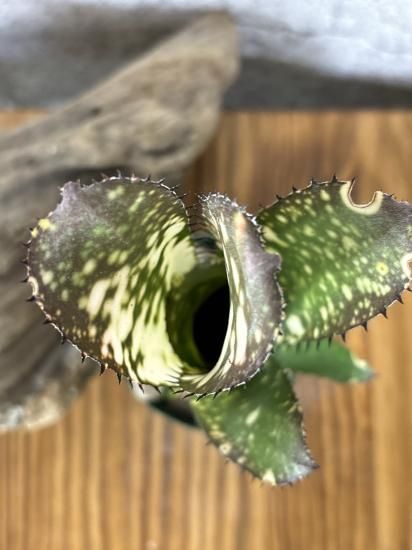 ブロメリア・エアープランツ Billbergia Kolan Crunch 送料無料】Billbergia 'Kolan Apocalyptic' x 'Kolan Crunch