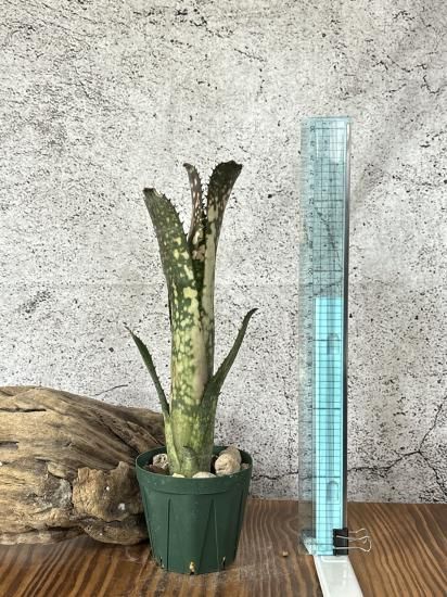 現品】ビルベルギア・コラン クランチ Billbergia Kolan Crunch