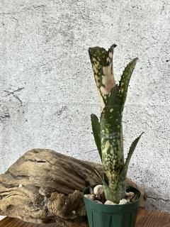 Billbergia ビルベルギア - Frontier Plants ONLINE STORE Billbergia ビルベルギア - Frontier Plants ONLINE STORE