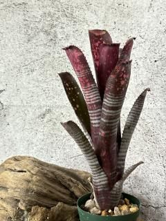 Billbergia ビルベルギア - Frontier Plants ONLINE STORE Billbergia ビルベルギア - Frontier Plants ONLINE STORE