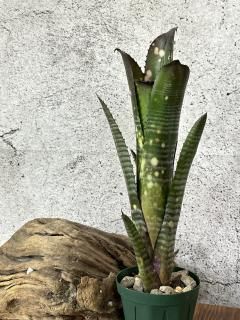 Billbergia ビルベルギア - Frontier Plants ONLINE STORE Billbergia ビルベルギア - Frontier Plants ONLINE STORE