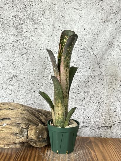 現品】ビルベルギア・コラン ピンククイーン Billbergia Kolan