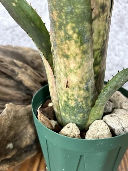 ブロメリア・エアープランツ Billbergia Kolan Pink Queen Billbergia Kolan Pink Queen 【artPLANTs】ビルベルギア/タンク