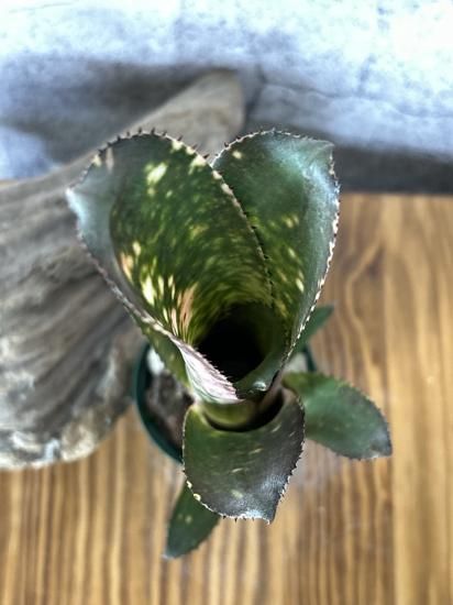 現品】ビルベルギア・コラン ピンククイーン Billbergia Kolan Pink