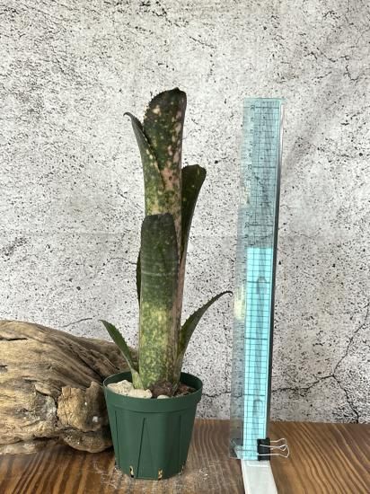 ブロメリア・エアープランツ Billbergia Kolan Pink Queen 送料無料】 Billbergia 'Kolan Pink Queen'〔ビルベルギア〕現品