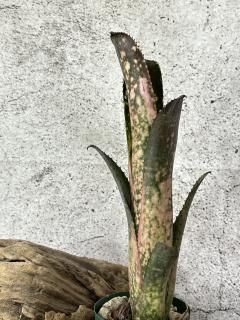 Billbergia ビルベルギア - Frontier Plants ONLINE STORE