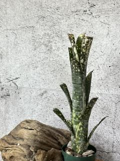 Billbergia ビルベルギア - Frontier Plants ONLINE STORE Billbergia ビルベルギア - Frontier Plants ONLINE STORE