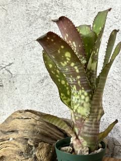Billbergia ビルベルギア - Frontier Plants ONLINE STORE