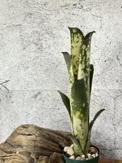 Billbergia ビルベルギア - Frontier Plants ONLINE STORE Billbergia ビルベルギア - Frontier Plants ONLINE STORE