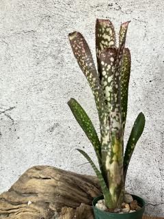 Billbergia ビルベルギア - Frontier Plants ONLINE STORE
