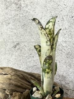 Billbergia ビルベルギア - Frontier Plants ONLINE STORE Billbergia ビルベルギア - Frontier Plants ONLINE STORE