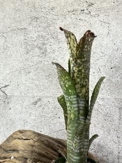 Billbergia ビルベルギア - Frontier Plants ONLINE STORE Billbergia ビルベルギア - Frontier Plants ONLINE STORE