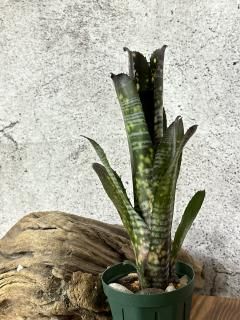 Billbergia ビルベルギア - Frontier Plants ONLINE STORE