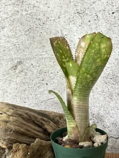 Billbergia ビルベルギア - Frontier Plants ONLINE STORE Billbergia ビルベルギア - Frontier Plants ONLINE STORE