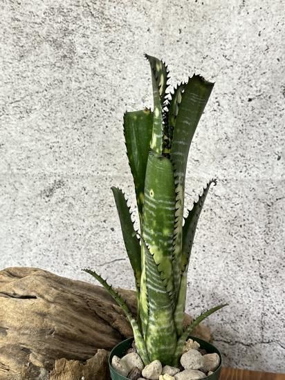 (期間限定)Billbergia Toneprai Brahminy 期間限定)Billbergia Toneprai Brahminy