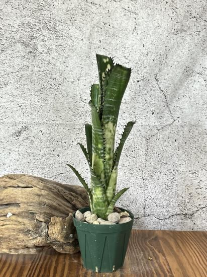 (期間限定)Billbergia Toneprai Brahminy 期間限定)Billbergia Toneprai Brahminy - メルカリ