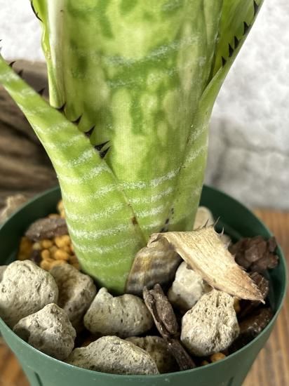 現品】ビルベルギア・トンプライ ファンラン Billbergia