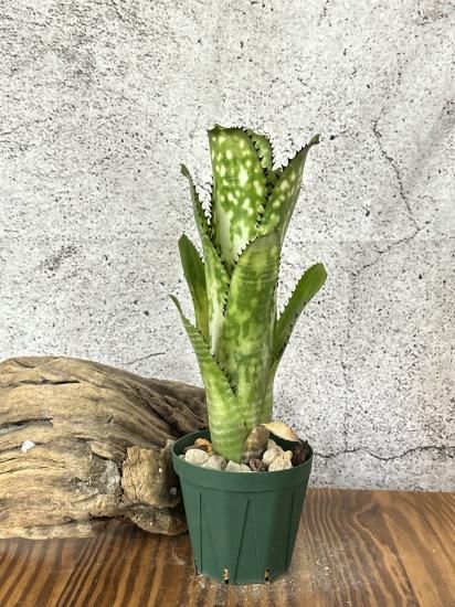(期間限定)Billbergia Toneprai Brahminy 期間限定)Billbergia Toneprai Brahminy - メルカリ