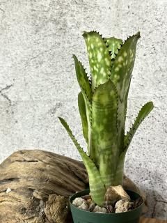 Billbergia ビルベルギア - Frontier Plants ONLINE STORE