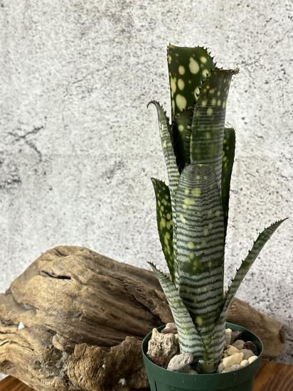 現品】ビルベルギア・トンプライ リメランス Billbergia