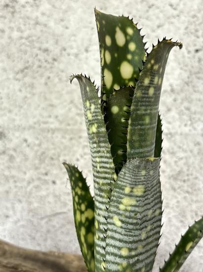 (期間限定)Billbergia Toneprai Brahminy 期間限定)Billbergia Toneprai Brahminy - メルカリ