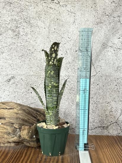 現品】ビルベルギア・トンプライ リメランス Billbergia