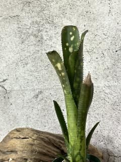 Billbergia ビルベルギア - Frontier Plants ONLINE STORE Billbergia ビルベルギア - Frontier Plants ONLINE STORE